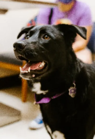 Black Dog with Tongue out smiling at Overland Veterinary Clinic